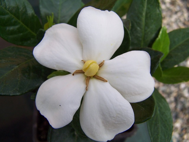 gardenia-1908250_640